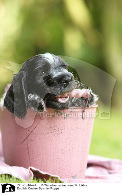 English Cocker Spaniel Welpe / English Cocker Spaniel Puppy / KL-16449