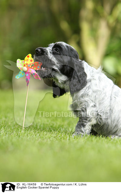 English Cocker Spaniel Welpe / English Cocker Spaniel Puppy / KL-16459