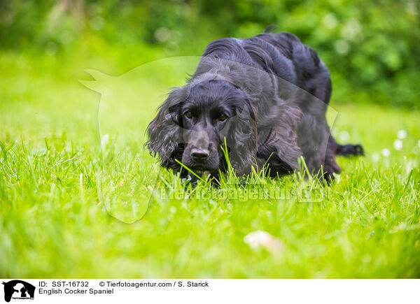 English Cocker Spaniel / English Cocker Spaniel / SST-16732