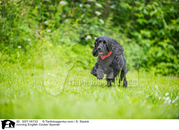 rennender English Cocker Spaniel / running English Cocker Spaniel / SST-16733