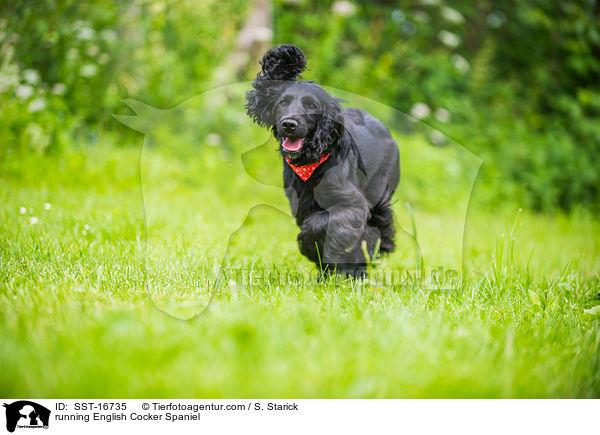 rennender English Cocker Spaniel / running English Cocker Spaniel / SST-16735