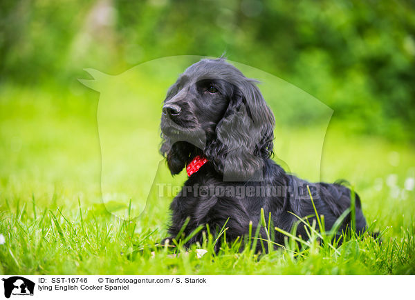 liegender English Cocker Spaniel / lying English Cocker Spaniel / SST-16746
