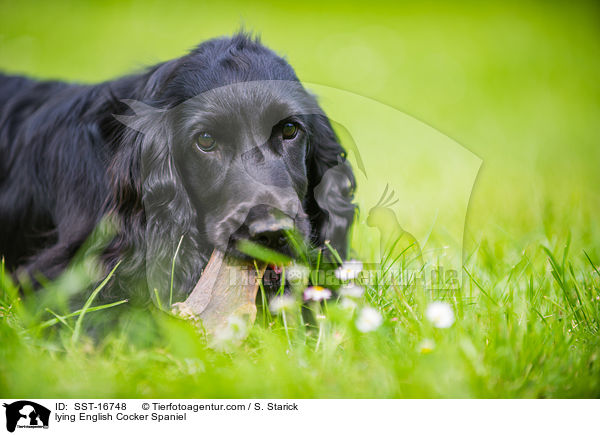 liegender English Cocker Spaniel / lying English Cocker Spaniel / SST-16748