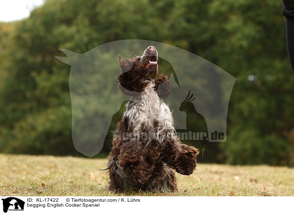 English Cocker Spaniel macht M�nnchen / begging English Cocker Spaniel / KL-17422