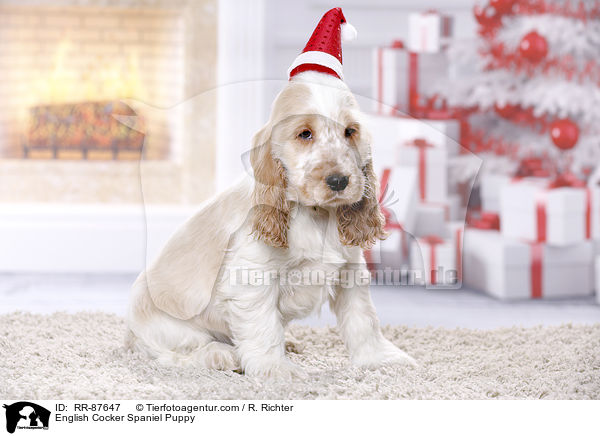 English Cocker Spaniel Welpe / English Cocker Spaniel Puppy / RR-87647
