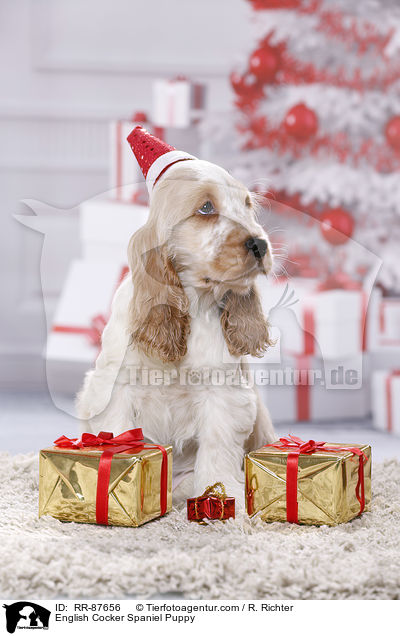 English Cocker Spaniel Welpe / English Cocker Spaniel Puppy / RR-87656