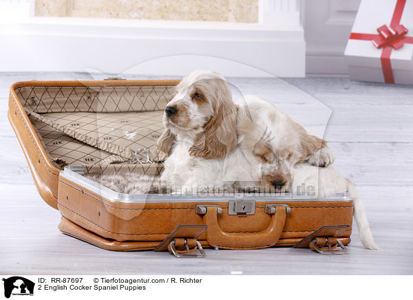 2 English Cocker Spaniel Welpen / 2 English Cocker Spaniel Puppies / RR-87697