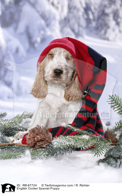 English Cocker Spaniel Welpe / English Cocker Spaniel Puppy / RR-87724