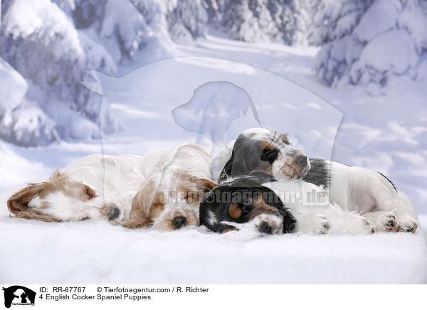 4 English Cocker Spaniel Welpen / 4 English Cocker Spaniel Puppies / RR-87767