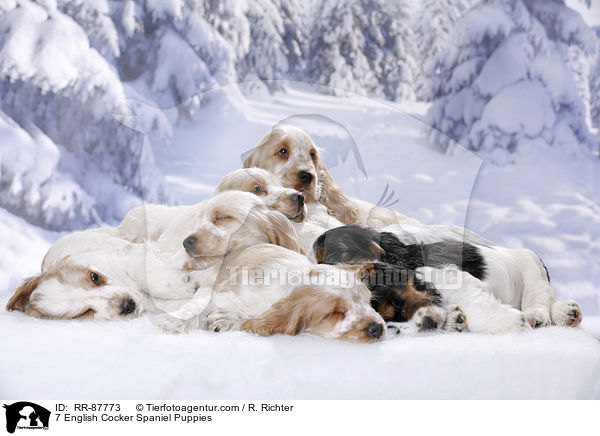 7 English Cocker Spaniel Welpen / 7 English Cocker Spaniel Puppies / RR-87773