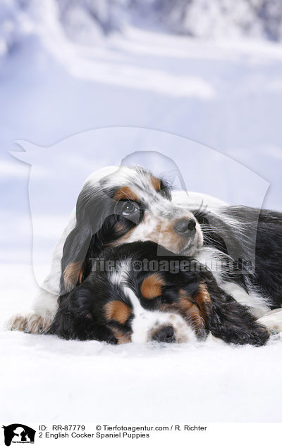 2 English Cocker Spaniel Welpen / 2 English Cocker Spaniel Puppies / RR-87779