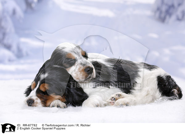 2 English Cocker Spaniel Welpen / 2 English Cocker Spaniel Puppies / RR-87782