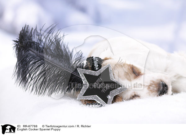 English Cocker Spaniel Puppy / RR-87788