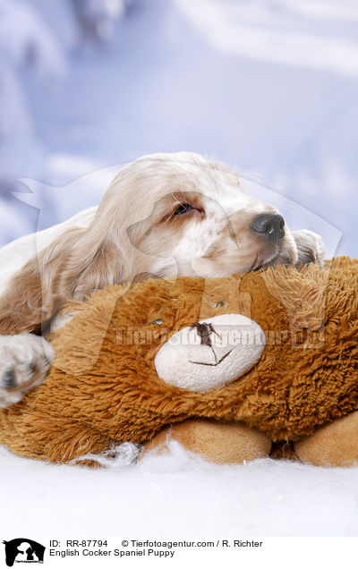 English Cocker Spaniel Welpe / English Cocker Spaniel Puppy / RR-87794