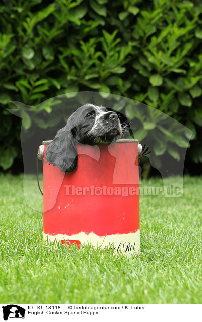 English Cocker Spaniel Welpe / English Cocker Spaniel Puppy / KL-18118