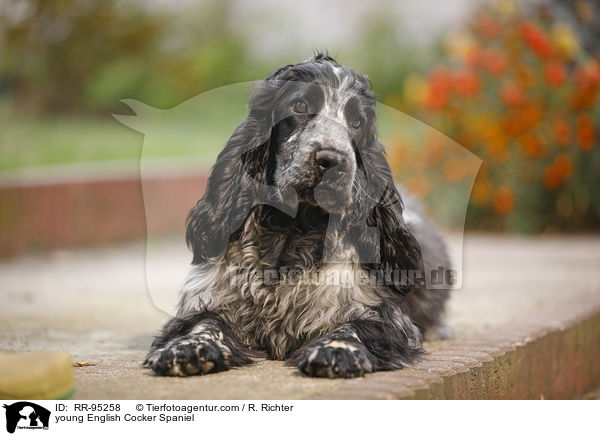 junger English Cocker Spaniel / young English Cocker Spaniel / RR-95258
