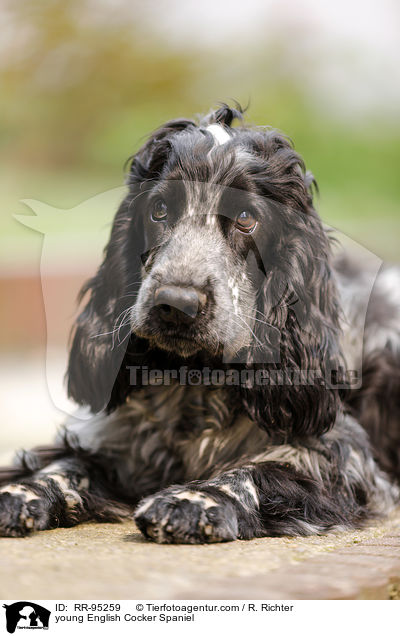 junger English Cocker Spaniel / young English Cocker Spaniel / RR-95259