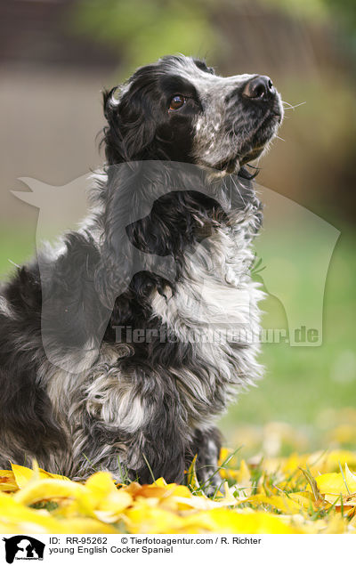 junger English Cocker Spaniel / young English Cocker Spaniel / RR-95262