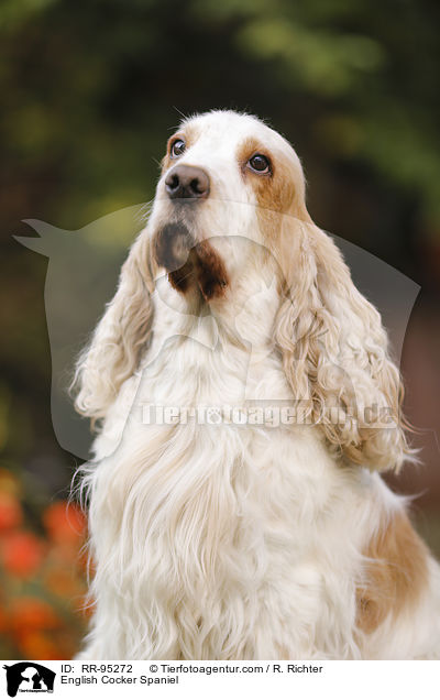 English Cocker Spaniel / English Cocker Spaniel / RR-95272