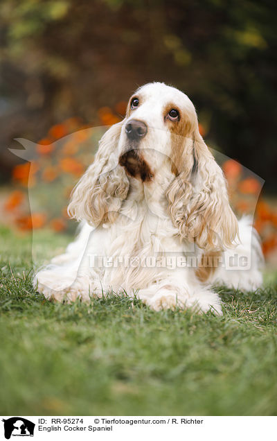 English Cocker Spaniel / English Cocker Spaniel / RR-95274