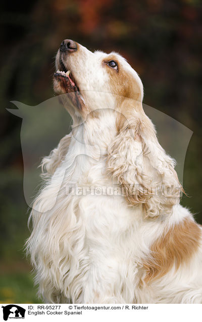 English Cocker Spaniel / English Cocker Spaniel / RR-95277
