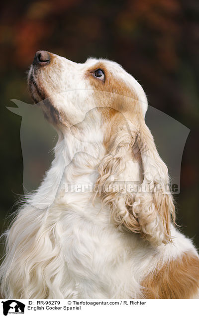 English Cocker Spaniel / English Cocker Spaniel / RR-95279