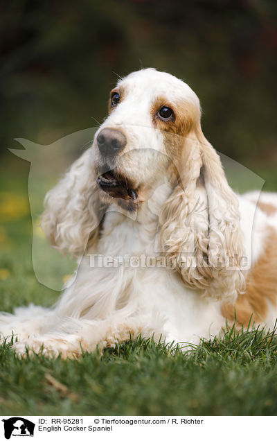 English Cocker Spaniel / English Cocker Spaniel / RR-95281