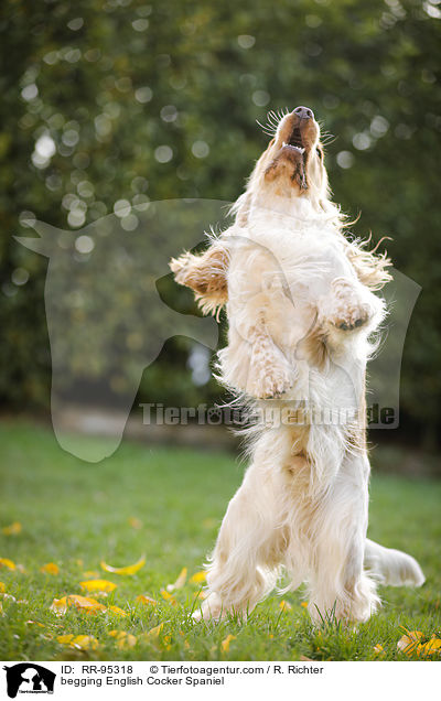 English Cocker Spaniel macht Mnnchen / begging English Cocker Spaniel / RR-95318