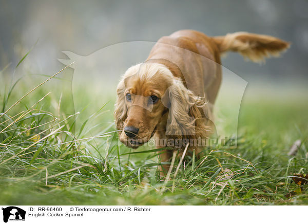 English Cocker Spaniel / English Cocker Spaniel / RR-96460