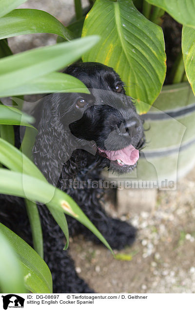 sitzender English Cocker Spaniel / sitting English Cocker Spaniel / DG-08697