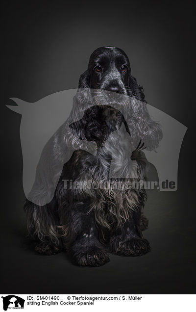 sitzender English Cocker Spaniel / sitting English Cocker Spaniel / SM-01490