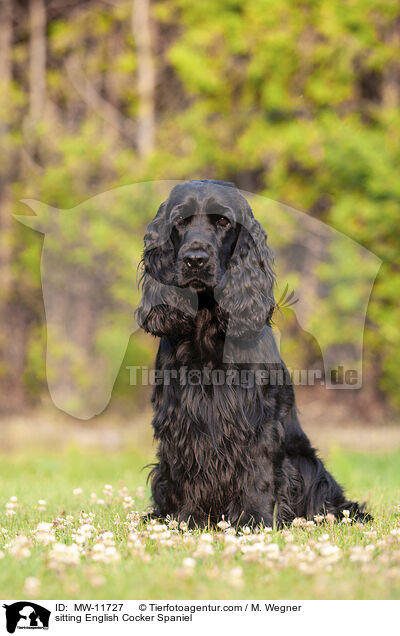 sitzender English Cocker Spaniel / sitting English Cocker Spaniel / MW-11727
