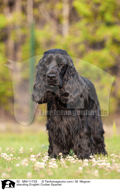 stehender English Cocker Spaniel / standing English Cocker Spaniel / MW-11729