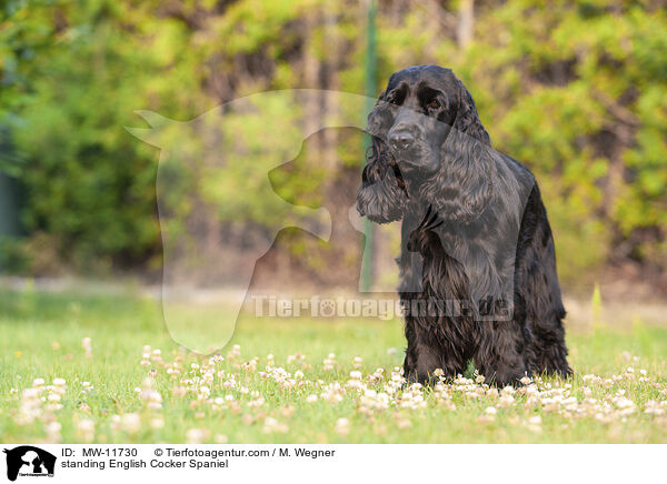 stehender English Cocker Spaniel / standing English Cocker Spaniel / MW-11730
