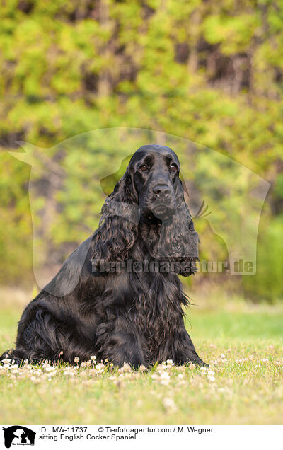 sitzender English Cocker Spaniel / sitting English Cocker Spaniel / MW-11737