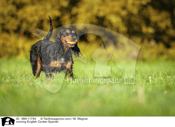 rennender English Cocker Spaniel / running English Cocker Spaniel / MW-11794