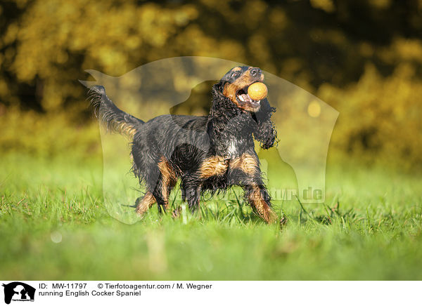 rennender English Cocker Spaniel / running English Cocker Spaniel / MW-11797