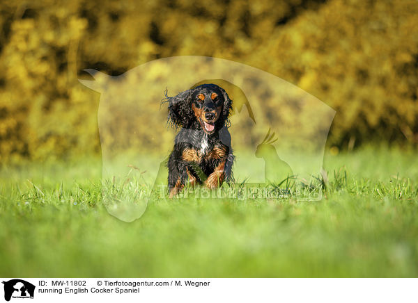 rennender English Cocker Spaniel / running English Cocker Spaniel / MW-11802