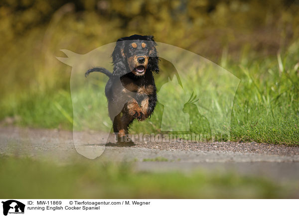 rennender English Cocker Spaniel / running English Cocker Spaniel / MW-11869