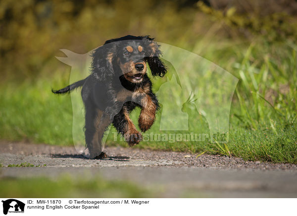 rennender English Cocker Spaniel / running English Cocker Spaniel / MW-11870