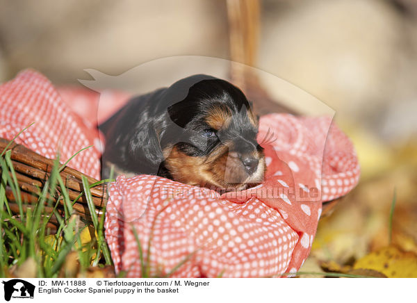 English Cocker Spaniel Welpe im Krbchen / English Cocker Spaniel puppy in the basket / MW-11888