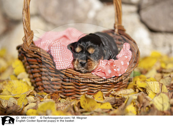English Cocker Spaniel Welpe im Krbchen / English Cocker Spaniel puppy in the basket / MW-11897