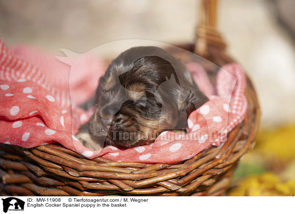 English Cocker Spaniel Welpe im Krbchen / English Cocker Spaniel puppy in the basket / MW-11908