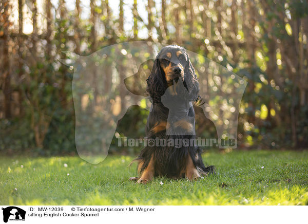 sitzender English Cocker Spaniel / sitting English Cocker Spaniel / MW-12039