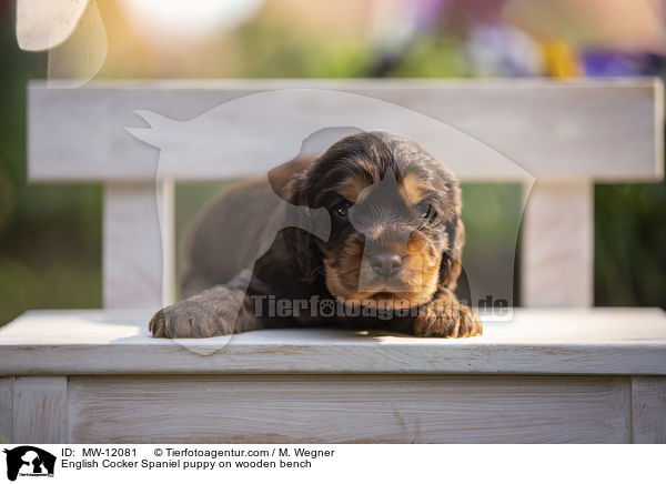 English Cocker Spaniel Welpe auf Holzbank / English Cocker Spaniel puppy on wooden bench / MW-12081
