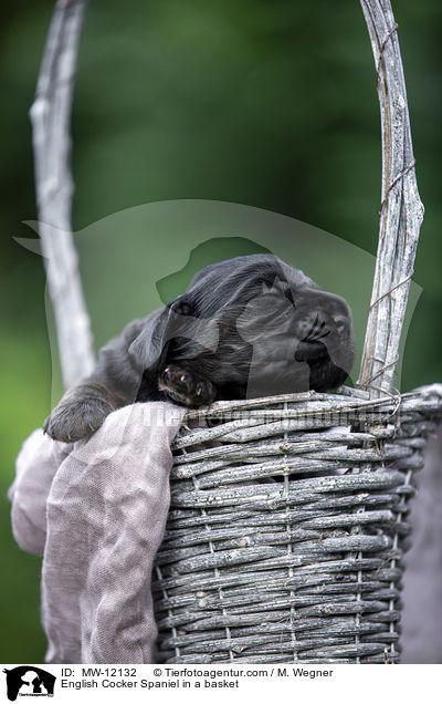 English Cocker Spaniel Welpe im Krbchen / English Cocker Spaniel in a basket / MW-12132