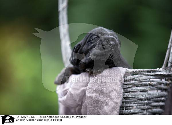 English Cocker Spaniel Welpe im Krbchen / English Cocker Spaniel in a basket / MW-12133