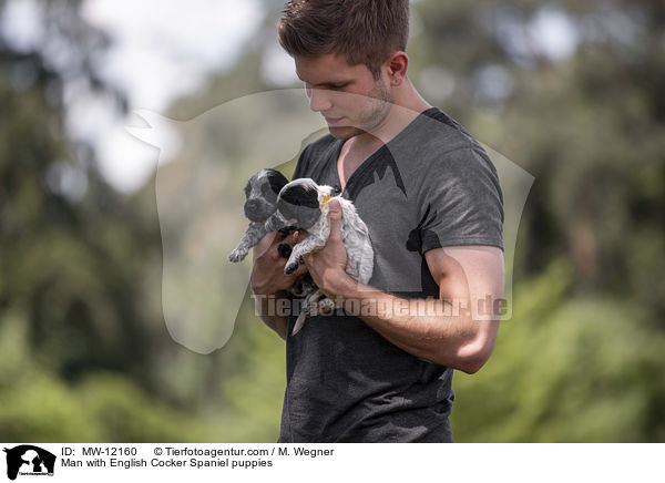 Mann mit English Cocker Spaniel Welpen / Man with English Cocker Spaniel puppies / MW-12160