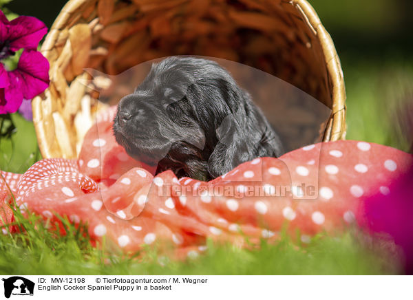 English Cocker Spaniel Welpe im Krbchen / English Cocker Spaniel Puppy in a basket / MW-12198
