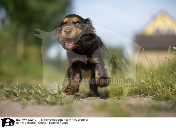 rennender English Cocker Spaniel Welpe / running English Cocker Spaniel Puppy / MW-12240